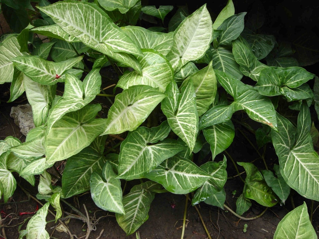 syngonium podophyllum