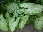 syngonium