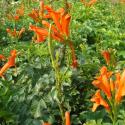 tecoma orange