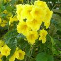 tecoma stans
