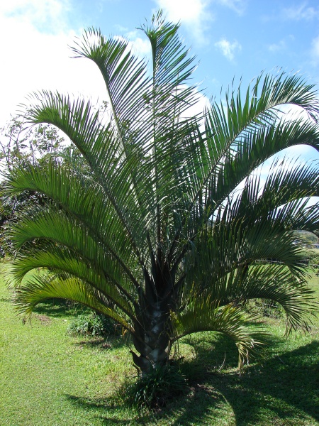 traingle palm