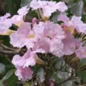 Pink trumpet tree, Basant Rani (Tabebuia rosea)