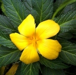 turnera yellow