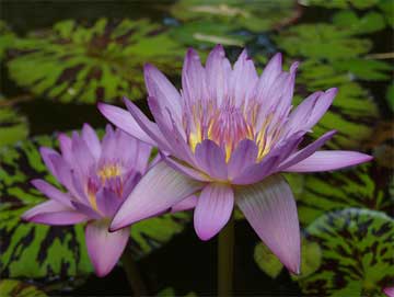 Water-Lily-Lavender