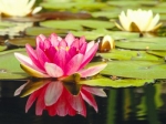 water lily pink
