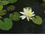 water lily white