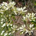white laced euphorbia